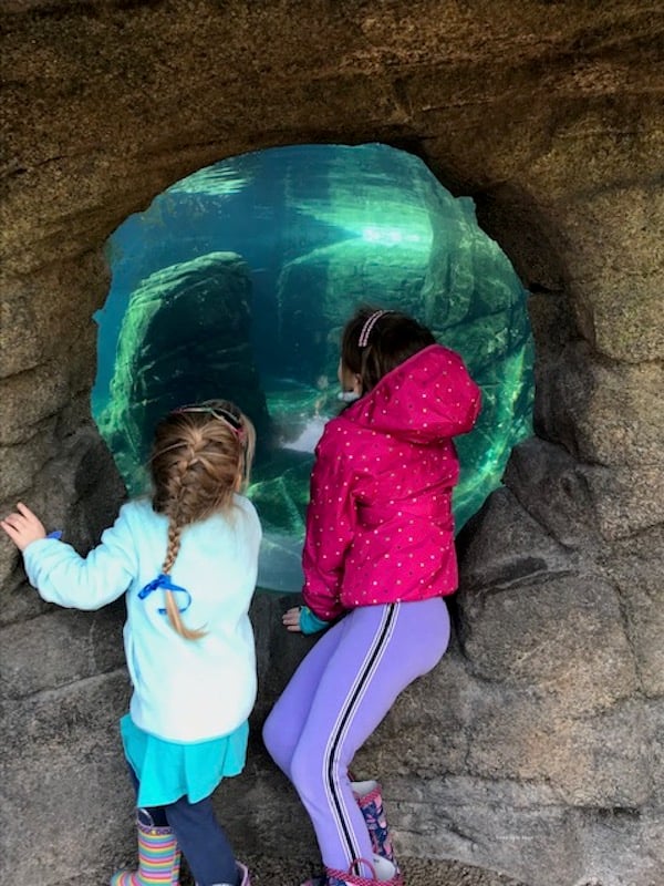 girls looking at penguins at the zoo