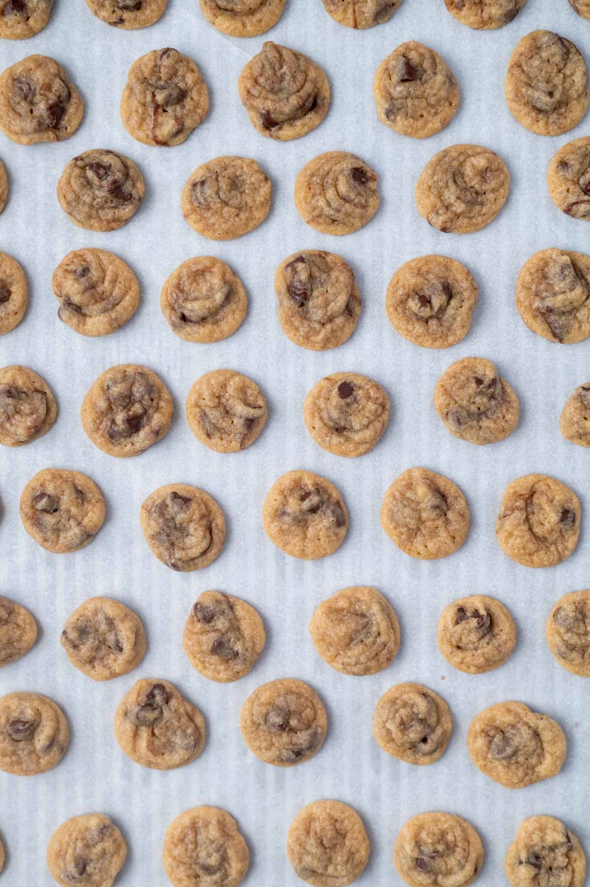 baked mini chocolate chip cookies on a parchment lined baking pan